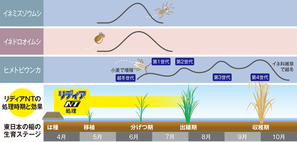 リディアNT箱粒剤　東日本の害虫発生パターンと残効イメージ図