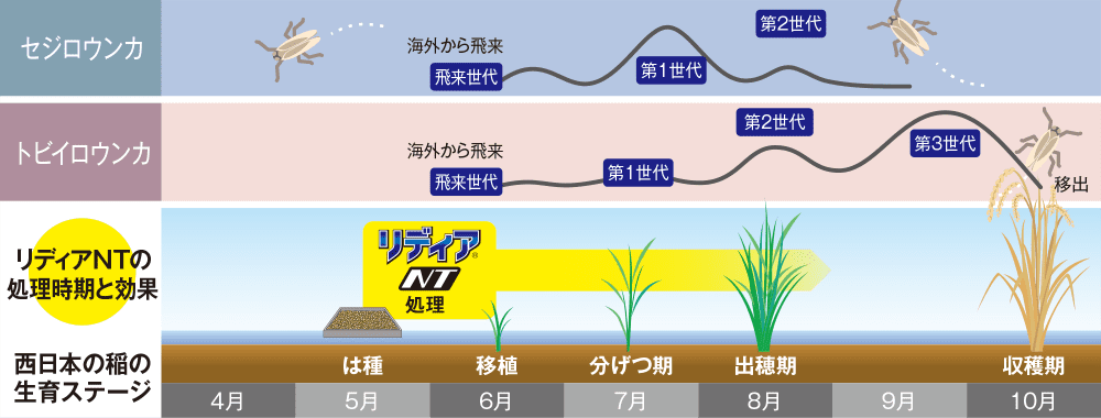 リディアNT箱粒剤　西日本の害虫発生パターンと残効イメージ図