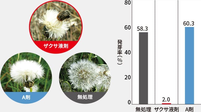 タンポポ開花期処理における発芽率